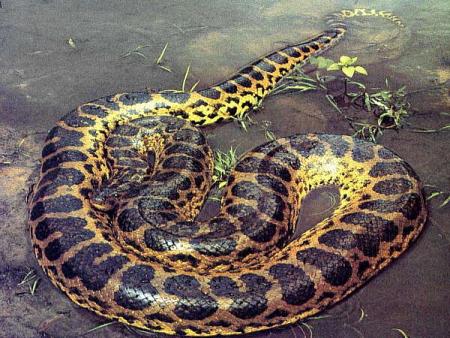 el granserpiente del mundo